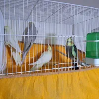 طوطی عروس هلندی