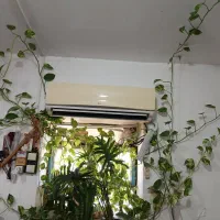 گیاه|گل و گیاه طبیعی|بهبهان, |دیوار