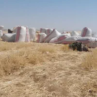 کاه گندم ریز