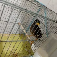 فروش مرغ مینا