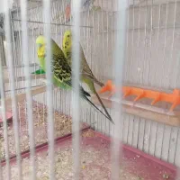 جفت مرغ عشق انگلیسی درست گریدb