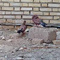 جفت تاپ وچند عدد رنگی