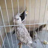 یک جفت عروس بادوتا جوجه عروس50روزه نرمه خور