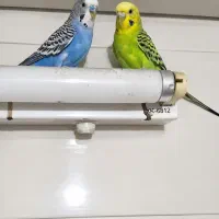 جفت مرغ عشق اهلی ۳ ساله
