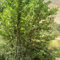 زمین-شهرستانک