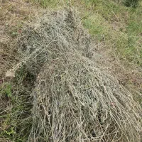 علوفه ال باغی