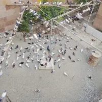 کبوتر ۲۰۰ به بالا