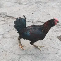 خروس|حیوانات مزرعه|شوشتر, |دیوار