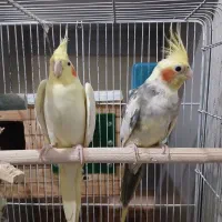 عروس هلندی