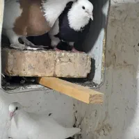 چند جفت نر و ماده طوقی و سینه ای
