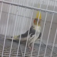 عروس هلندی نر فوق العاده سالم 800