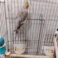 عروس هلندی نر و ماده تخم گذار به همراه قفس