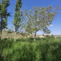 باغ در روستای هفت چشمه