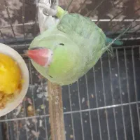 فروش پرنده