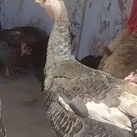 بوقلمون برنز ماده جوان کبودرآهنگ