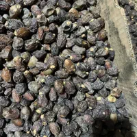 خرمای بریمی