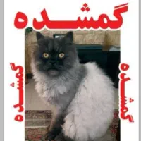 گربه ام گم شده مژدگانی 15 میلیون