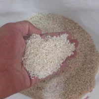لاشه سرگل فجر