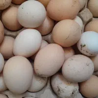فروش تخم نطفه دار مرندی سلطان محلی