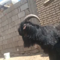 بعده تخمی اصل جنس دوبری