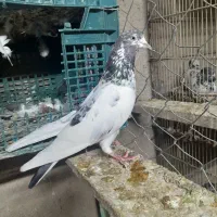 کبوتر پاکستانی 12عدد پرنده خوب