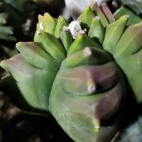 فروش بذر کاکتوس خاص