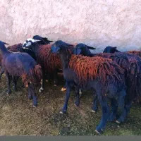 شیشک قره قزل افشار بره ماده میش قوچ گاو گوساله
