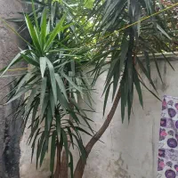 گل یوکا