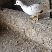 اردک اسرائیلی