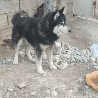سگ هاسکی
