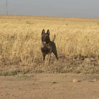 جابه جایی