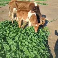 گاو گوساله دار محلی