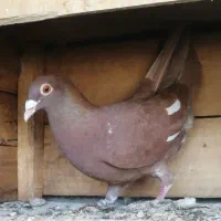 کبوتر میولمنز ماده