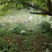زمین کشاورزی ویلایی دارای استخر،روستای کوران ترکیه
