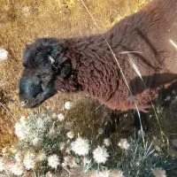 بره