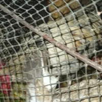 خروس عربی گوشتی سرحال جوان