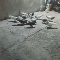 کبوتر پاکستانی  پرشی