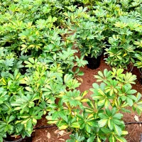 گل طبیعی و آپارتمانی شفلرا ابلق تک و عمده