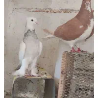 فروشی طوقی خوشرنگ زرد