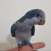 راهب نر بالغ