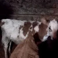 گوساله سمینتال