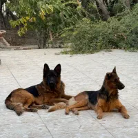 سگ ژرمن گمشده