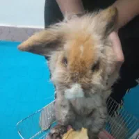 خرگوش لوپ ماده