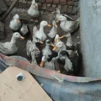 اوردک ایرانی