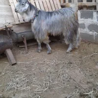 فروش. کهره چکل سوز ترکی