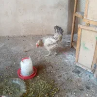 مرغ کرک