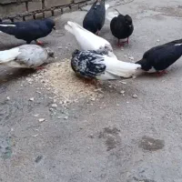 کوهی و اشعل سیاه
