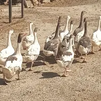قاز گله بالا ۳۵ راس
