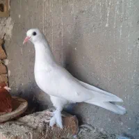 لوتی‌بالا