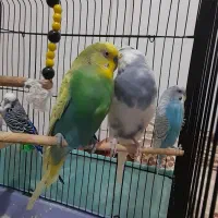 مرغ عشق